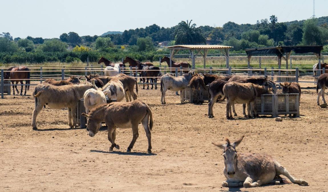 easy horse care rescue centre photo 6