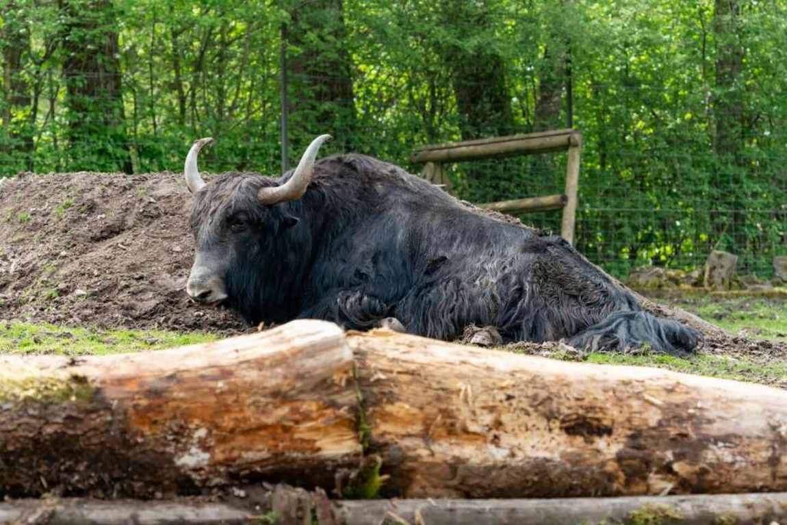 eifel zoo photo 2