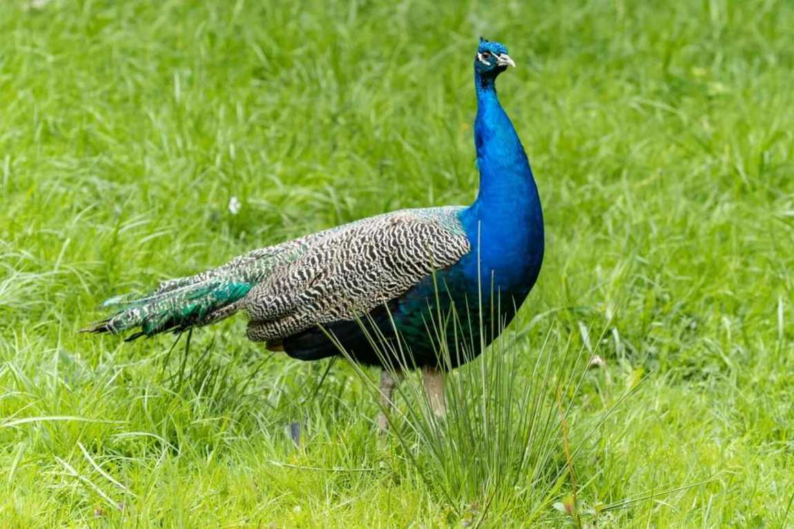eifel zoo photo 3