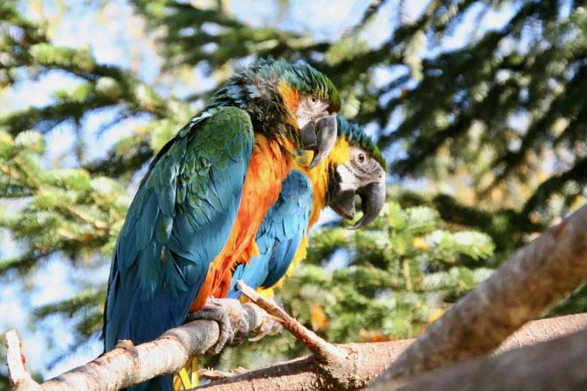 eifel zoo photo 1