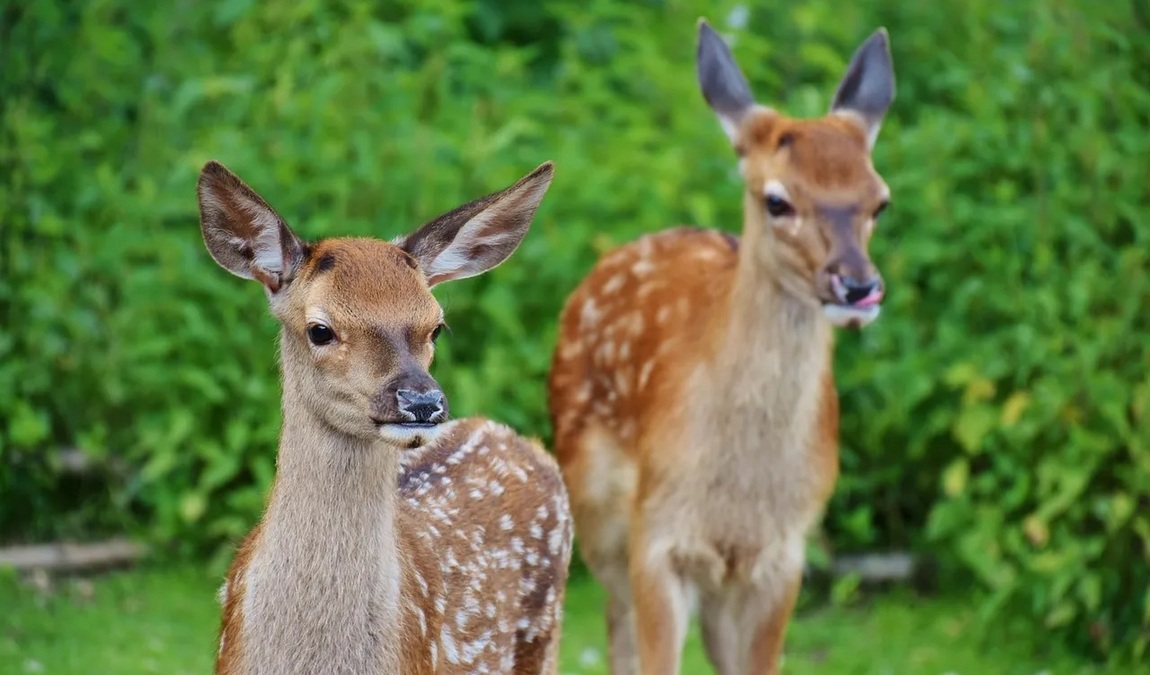 gonsenheimer wild park photo 2