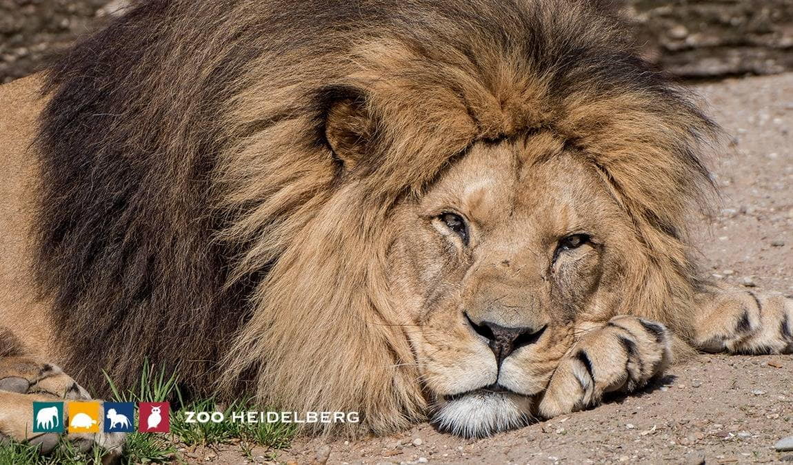 heidelberg zoo photo 6