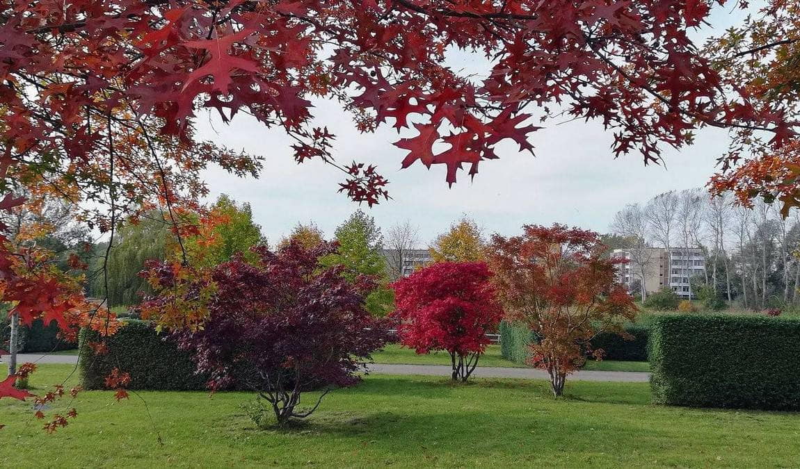 iga park photo 5