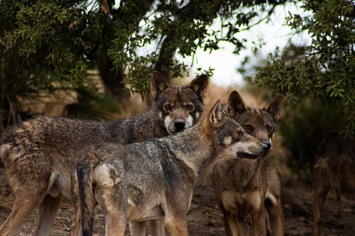 lobo park photo 3