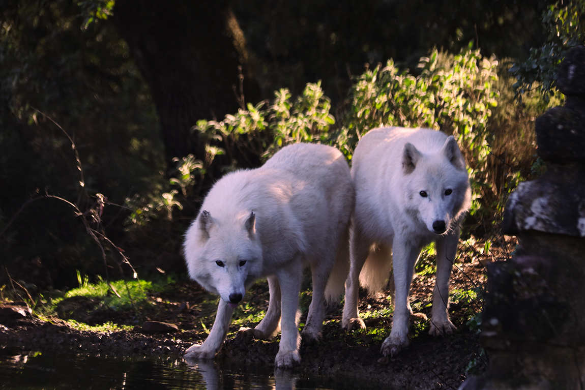 lobo park photo 2