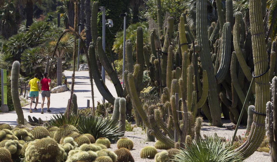 mossen costa i llobera gardens photo 1