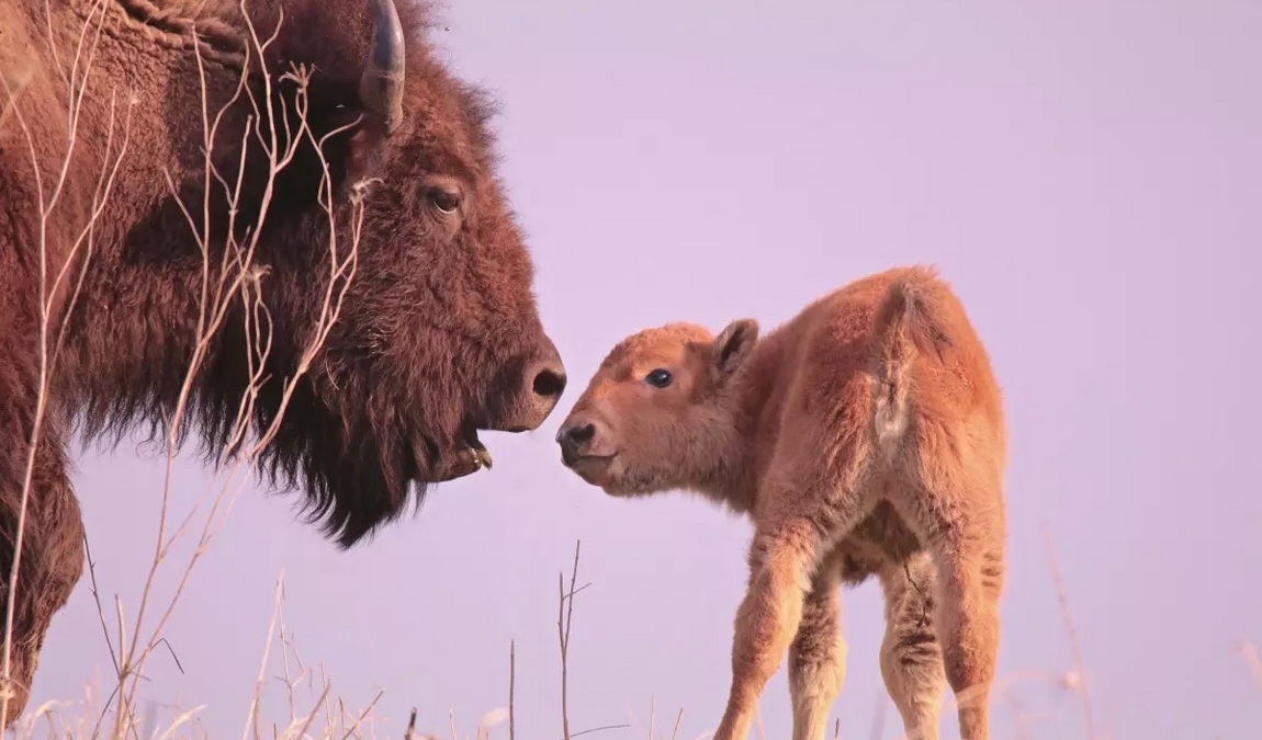 national wildlife refuges visitor center photo 4