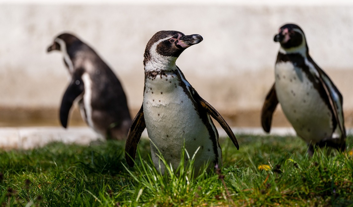 neumünster zoo photo 6