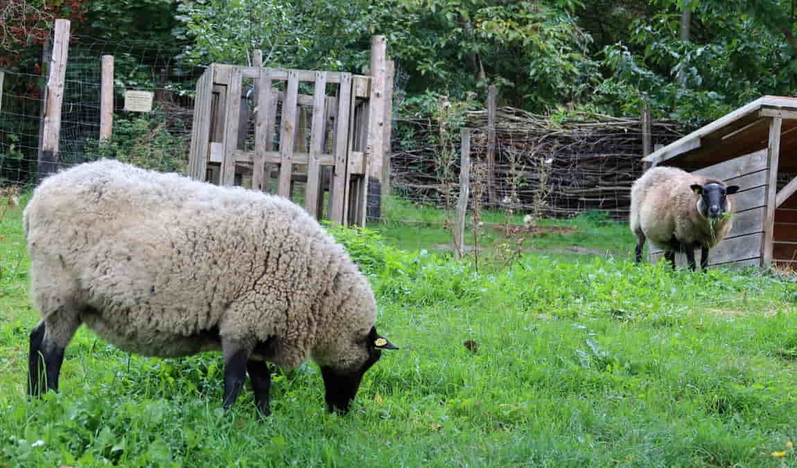 open garden photo 7