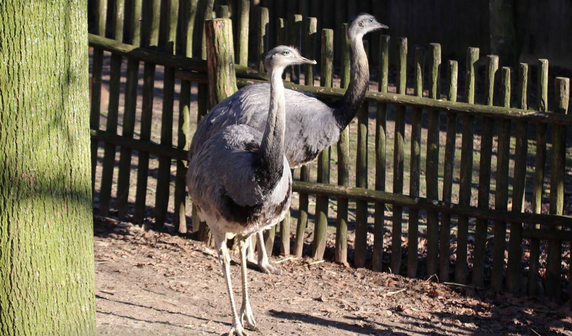 osnabrück zoo photo 10