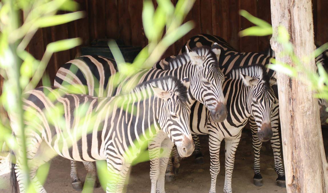 osnabrück zoo photo 2