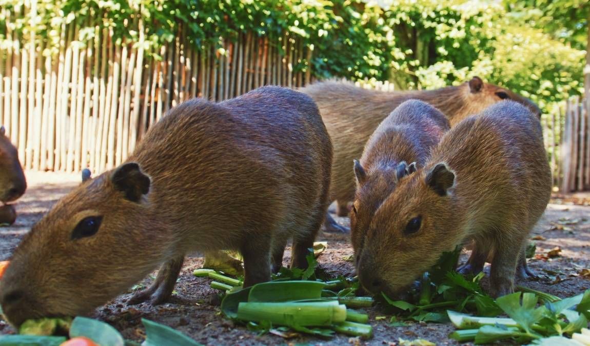 osnabrück zoo photo 3