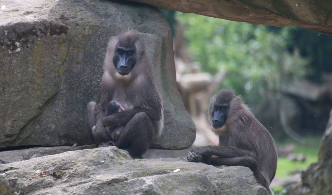 osnabrück zoo photo 5