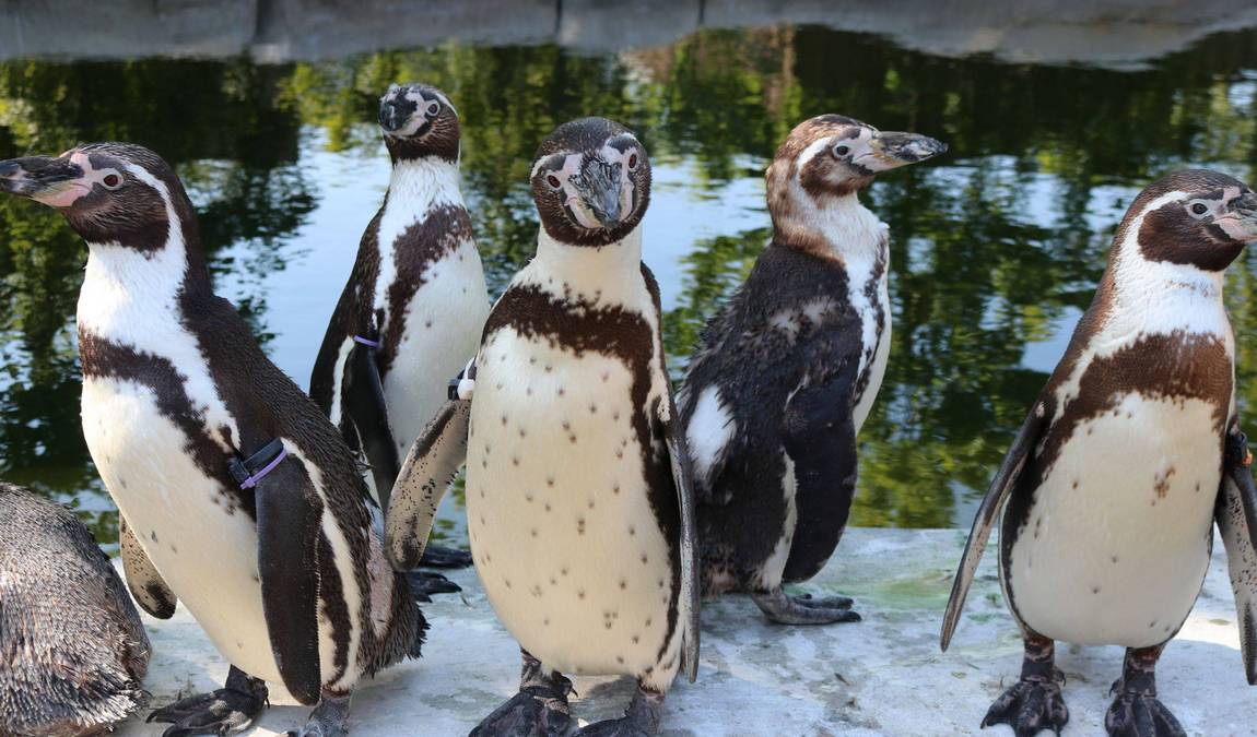 osnabrück zoo photo 8