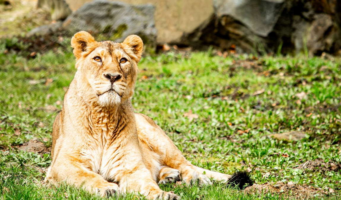 ostrava zoo photo 5