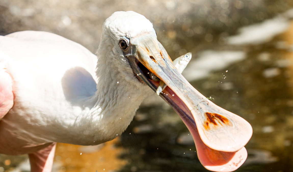 ostrava zoo photo 6