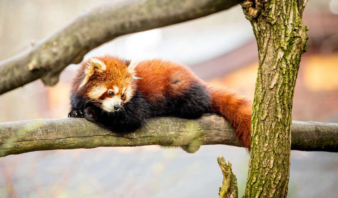 ostrava zoo photo 7