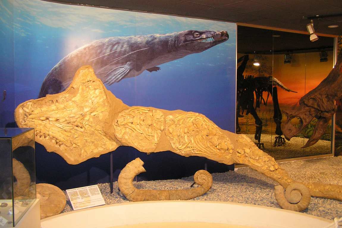 paleontological museum of elche photo 2