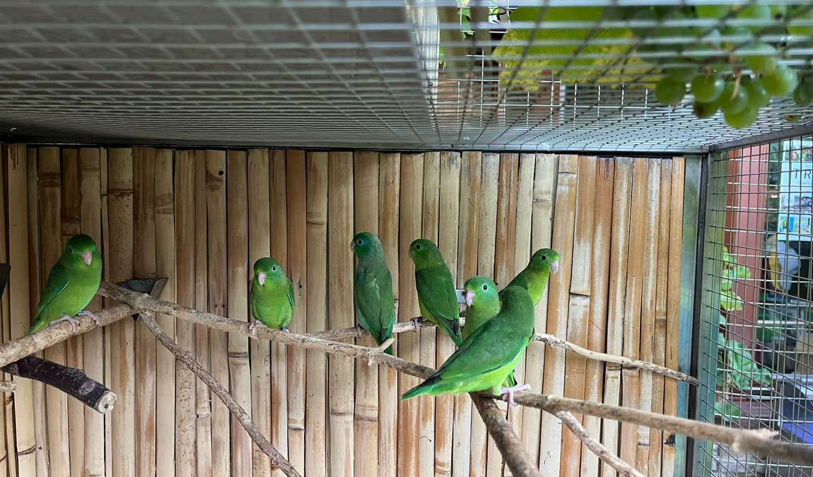 parrot zoo photo 6
