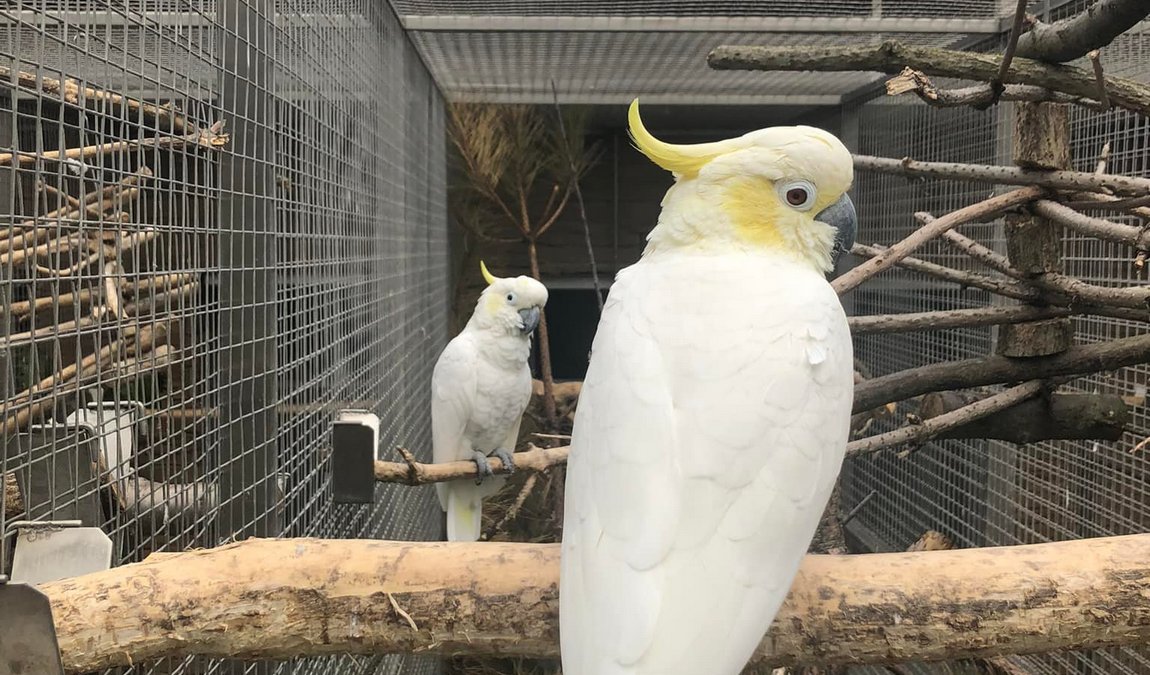 parrot zoo photo 7