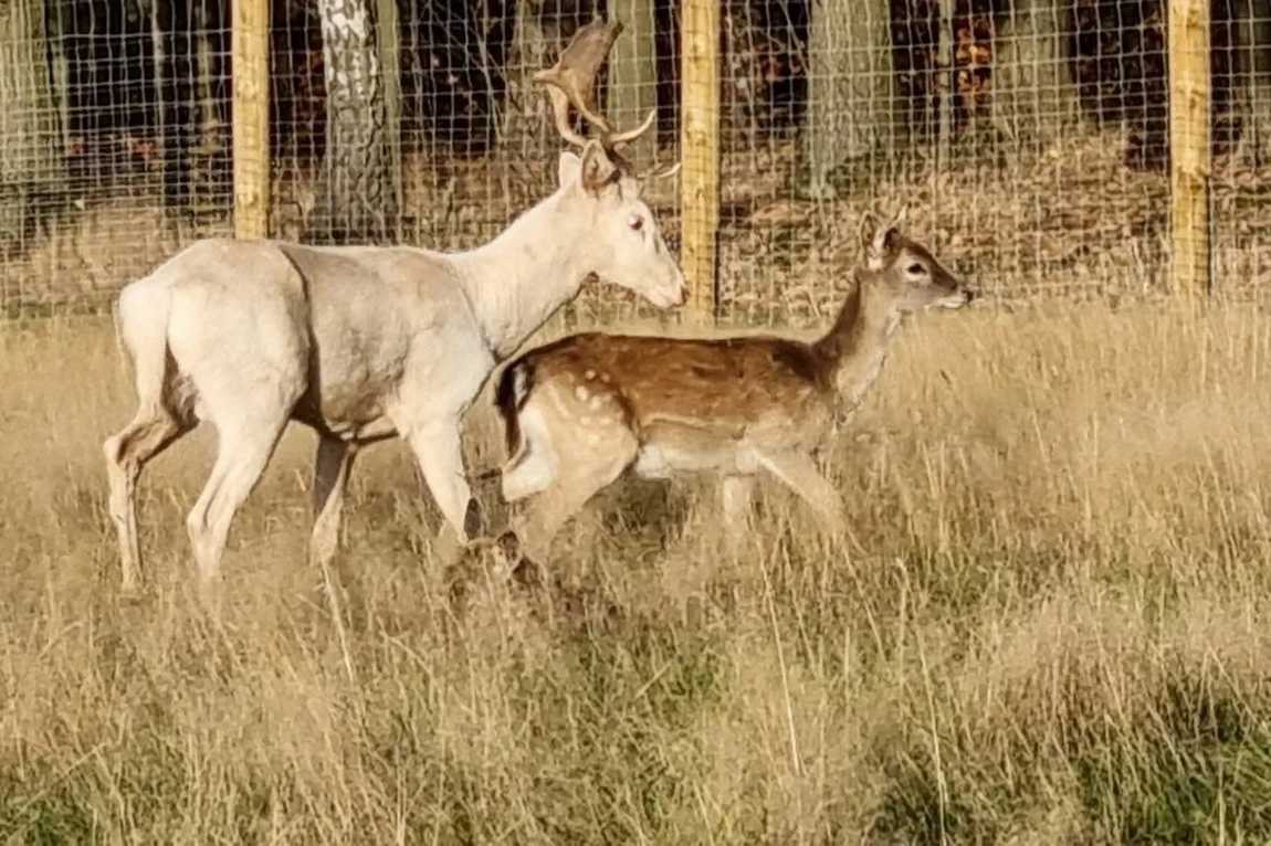 höckendorfer heide e.v. zoo photo 3