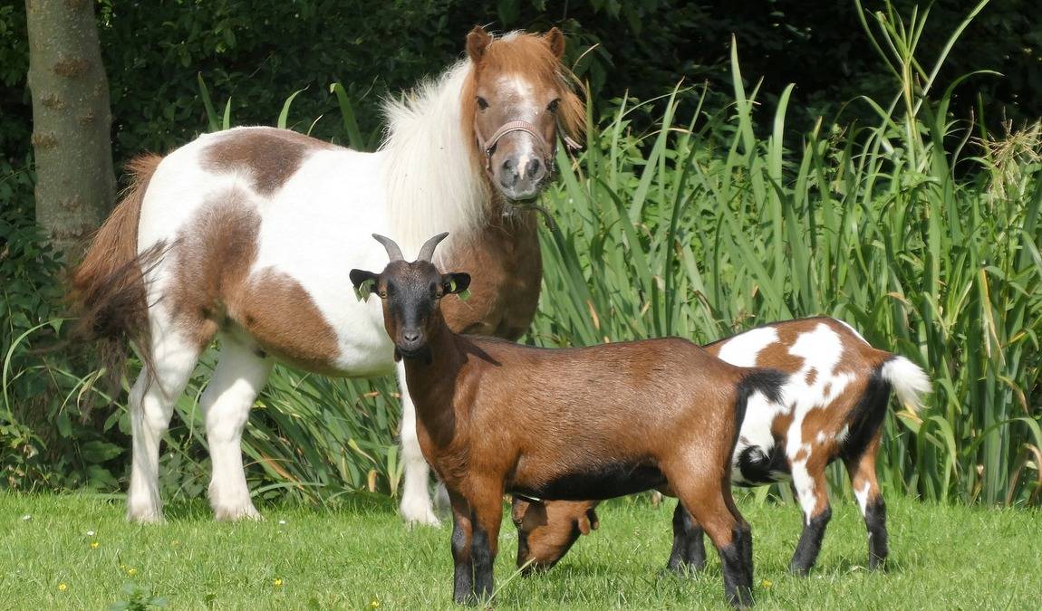 pony garden photo 1