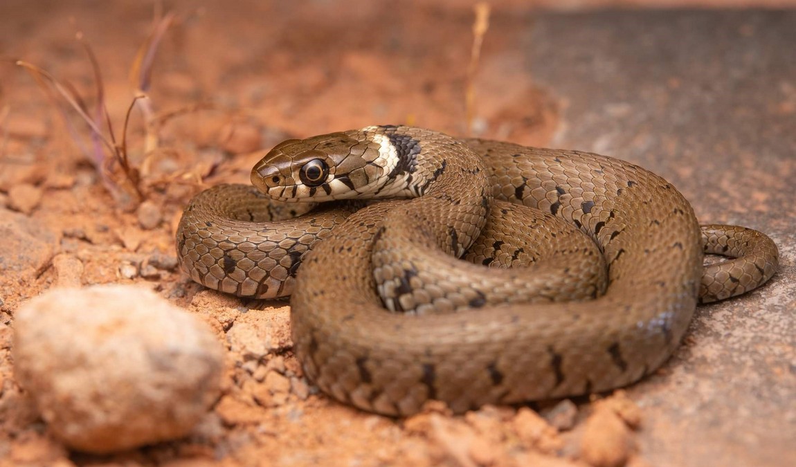 reptilium terrarium and desert zoo photo 3