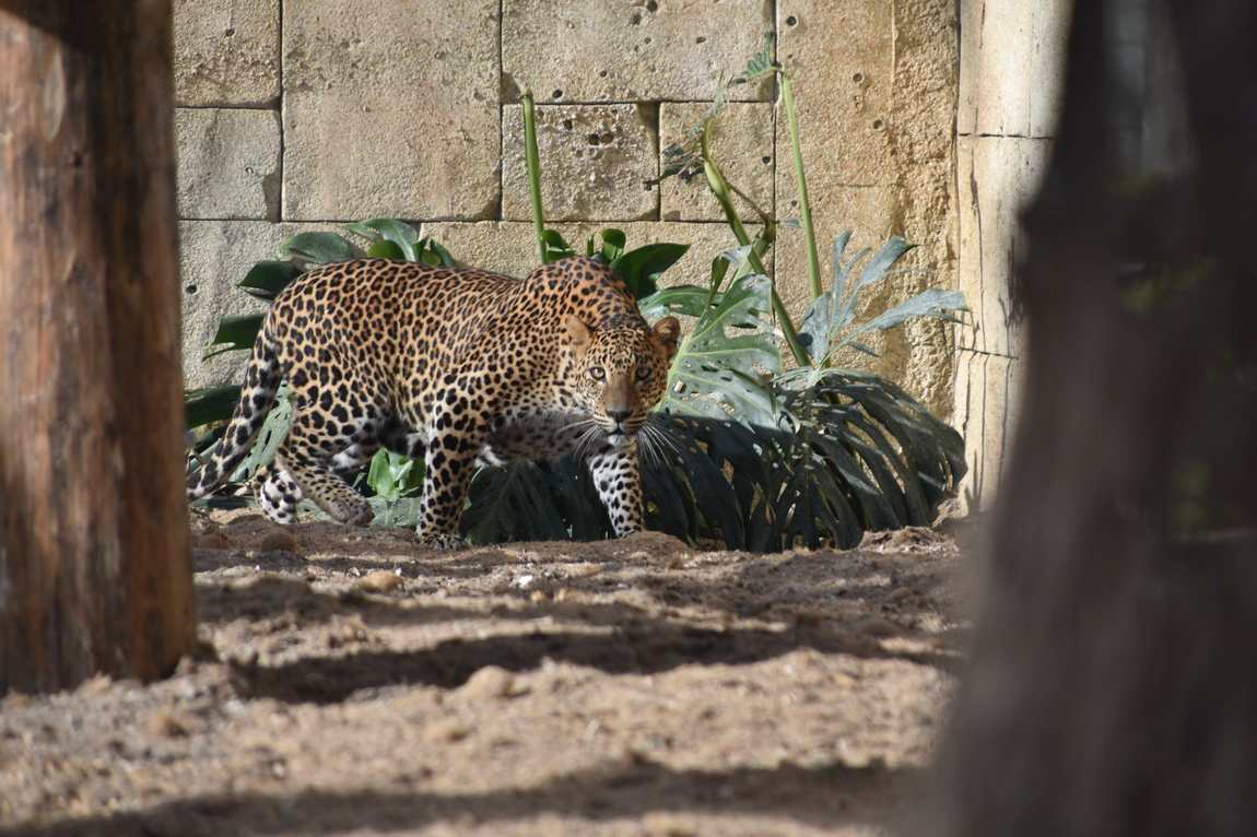 rio safari elche photo 1