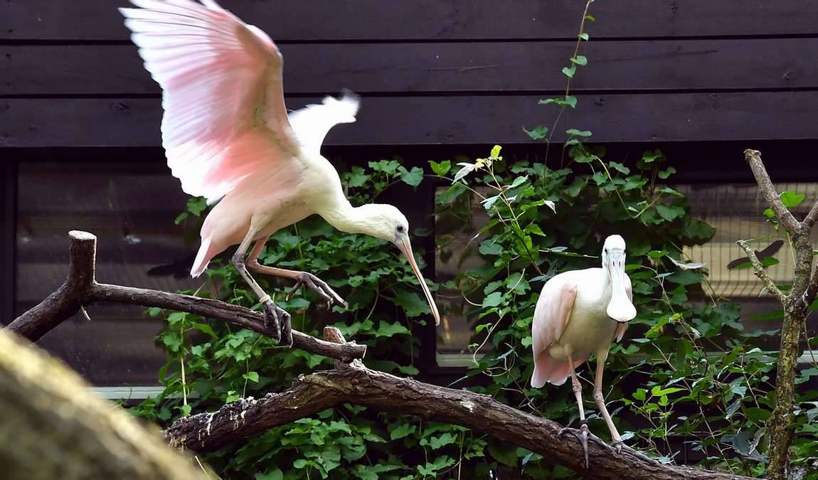 rostock zoo photo 1