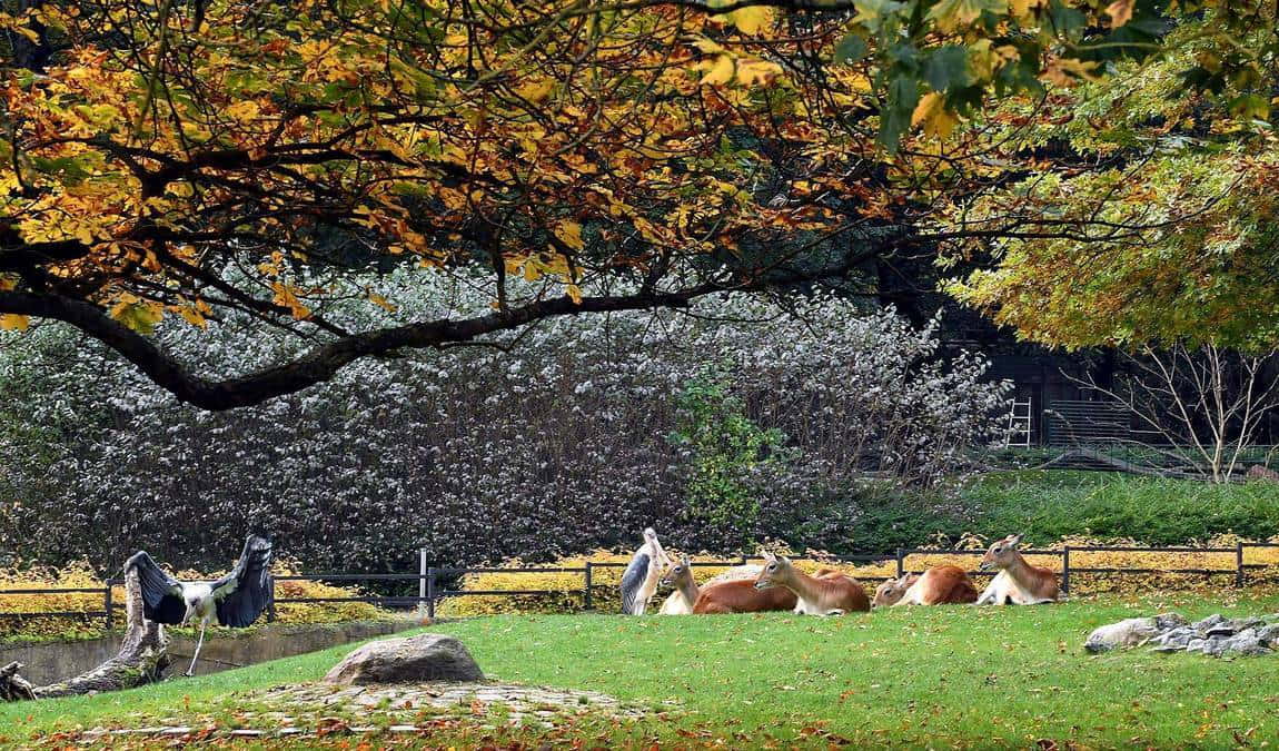 rostock zoo photo 2