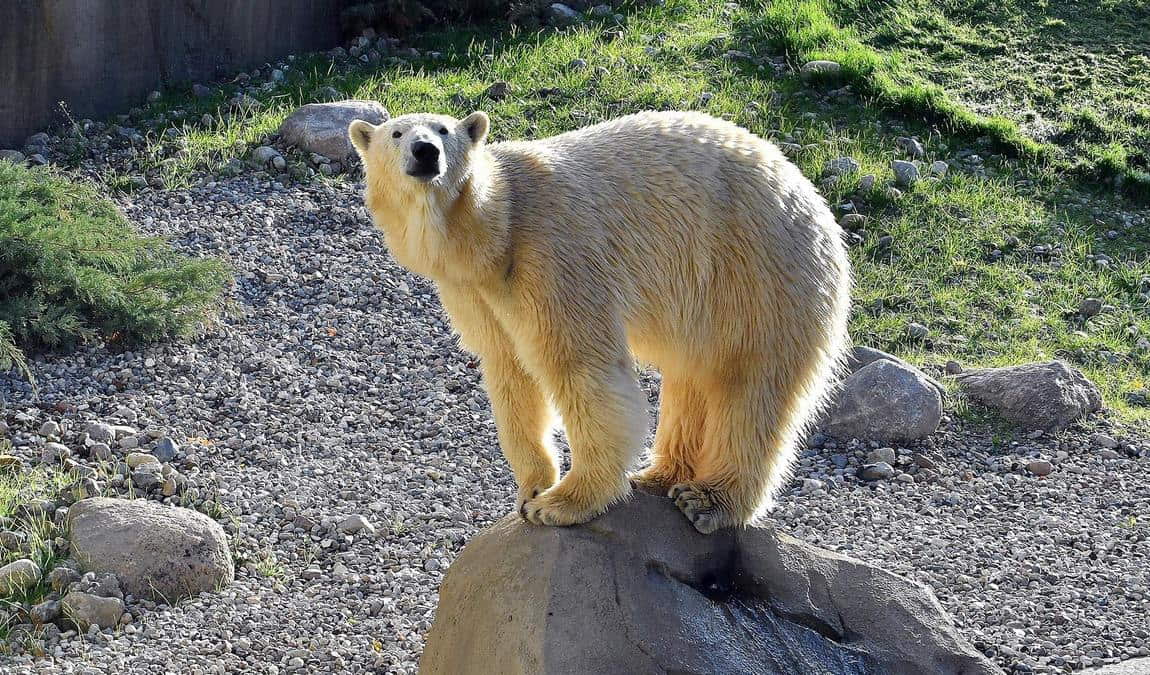 rostock zoo photo 3