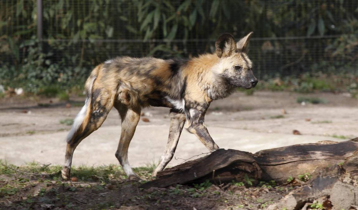 rostock zoo photo 4