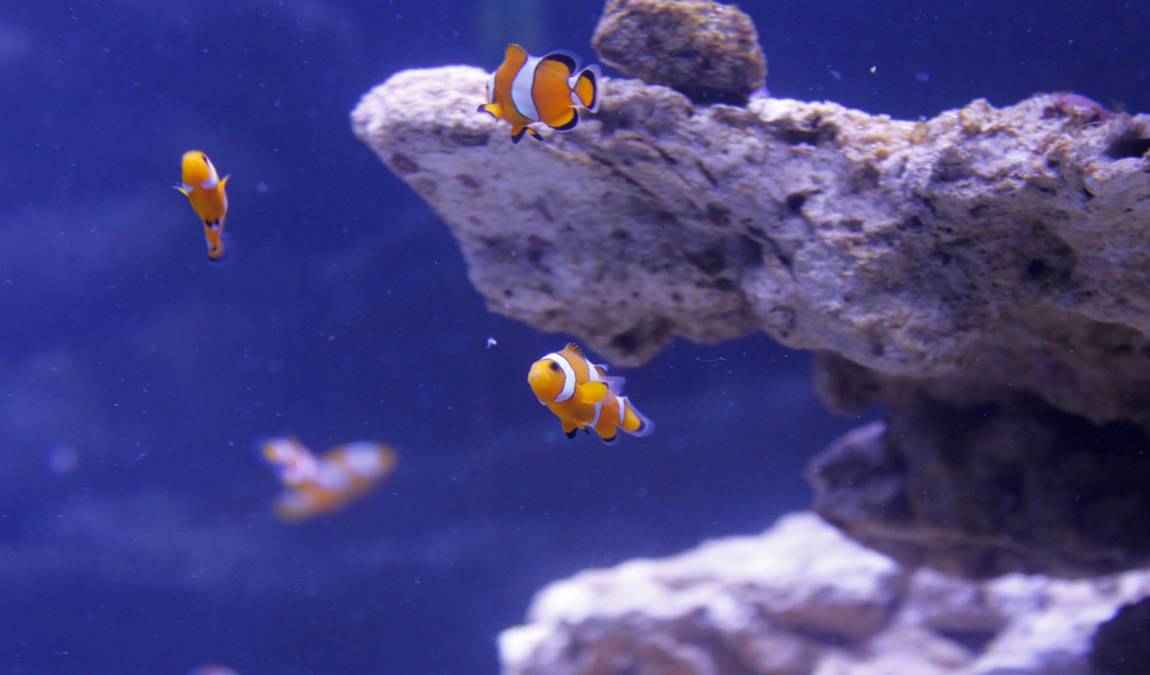 rostock zoo photo 6