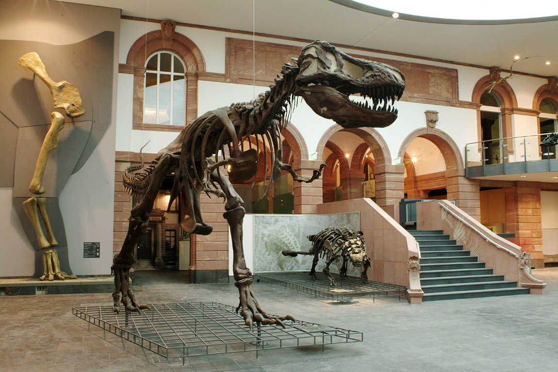 senckenberg natural history museum photo 2