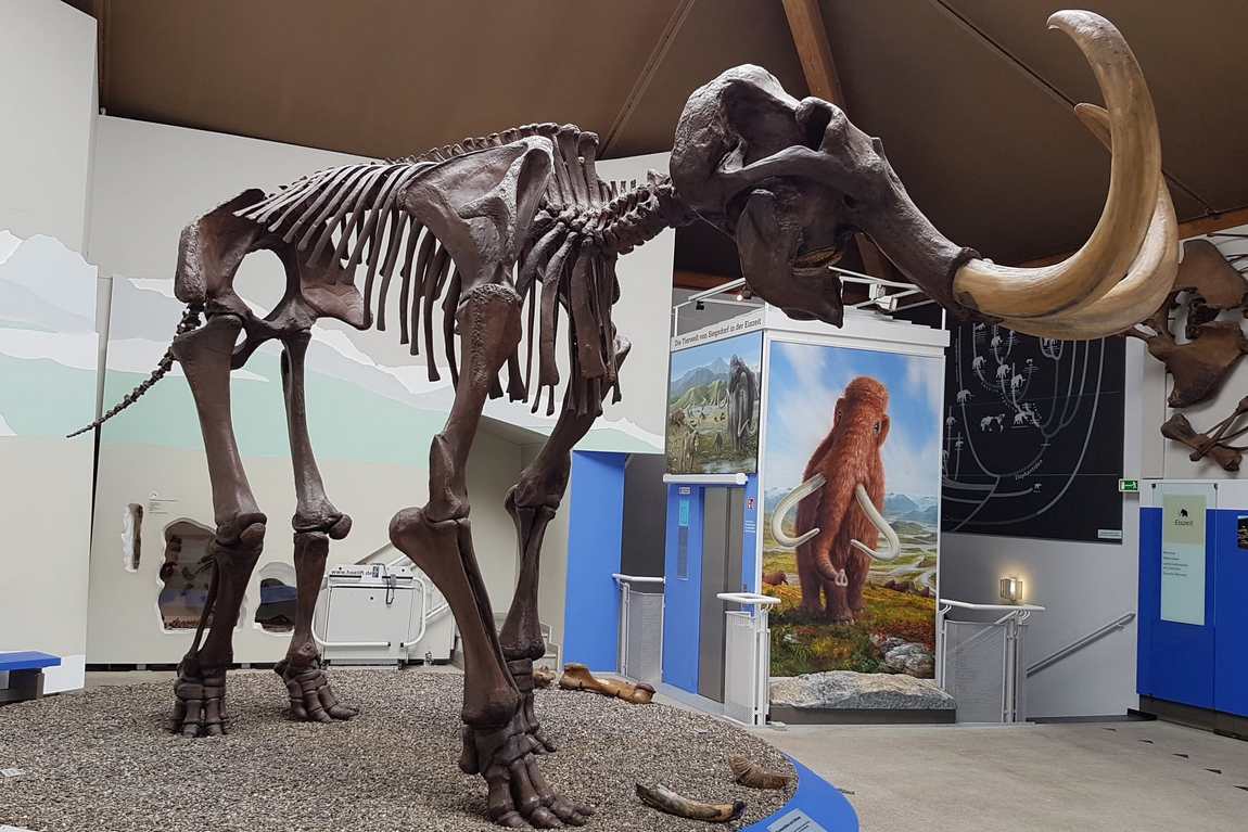 natural history and mammoth museum siegsdorf photo 1