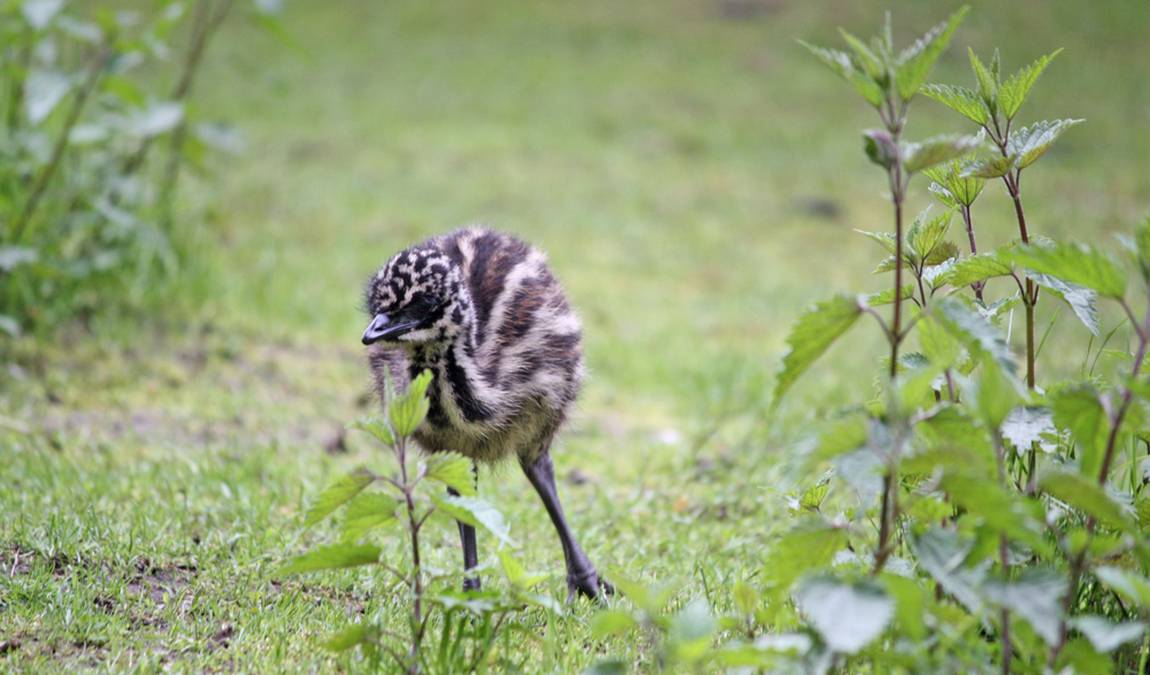 solingen bird and animal park photo 5