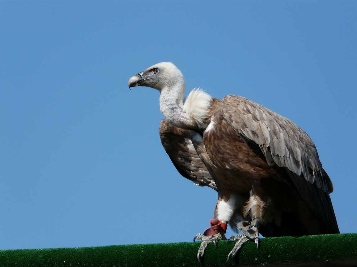 birds of prey park in telfes photo 1