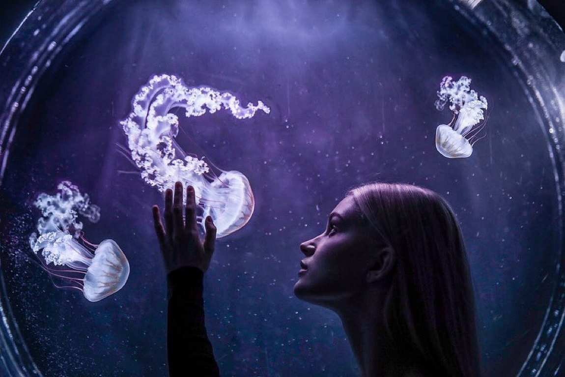 the world of jellyfish photo 4