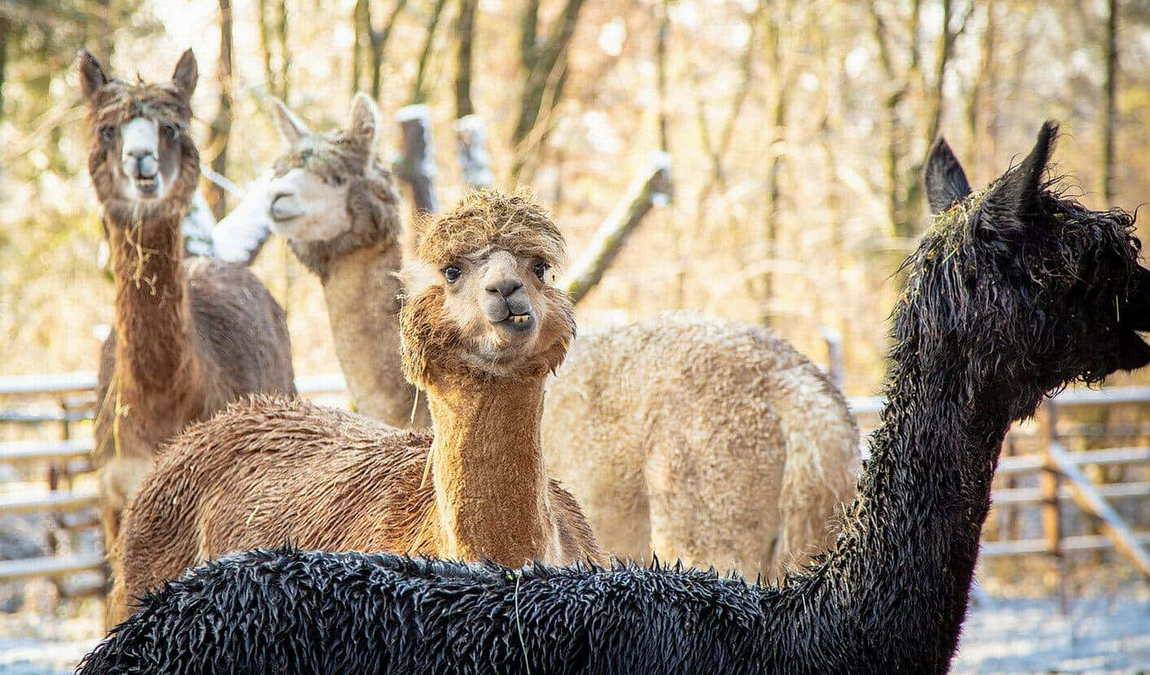 tierpark sommerhausen photo 1