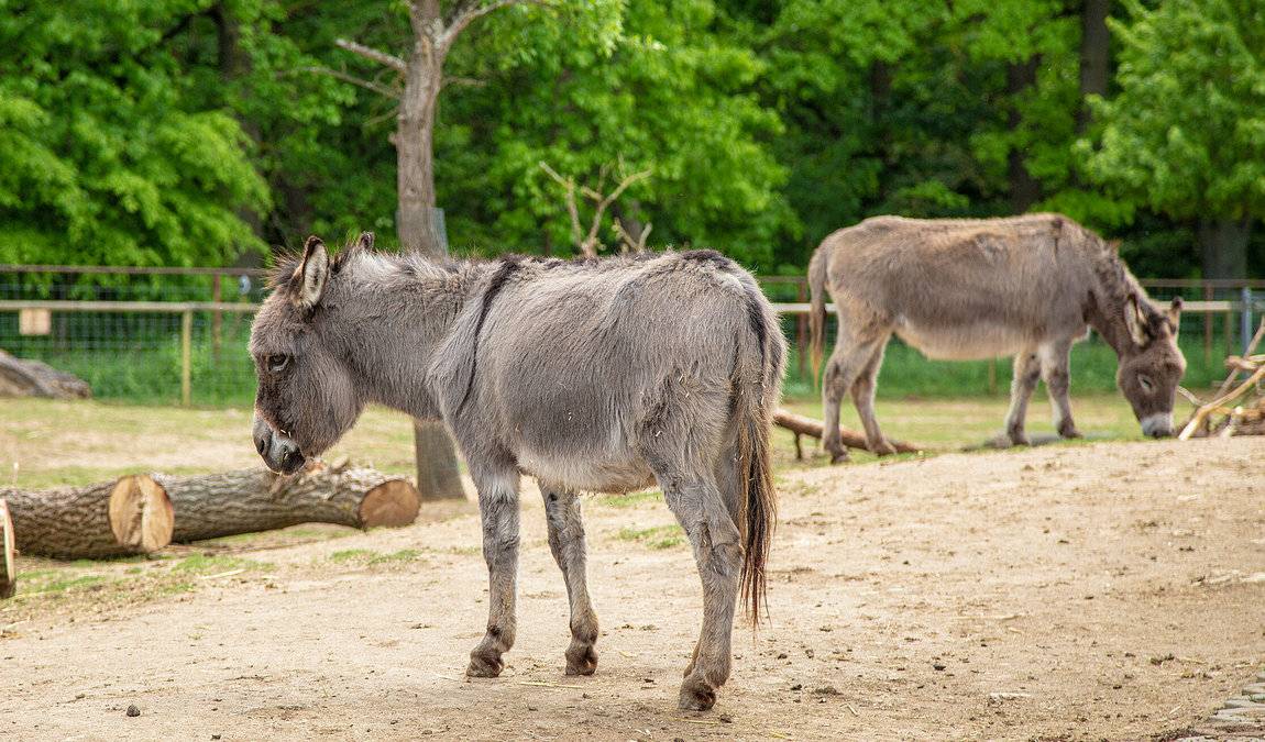 tierpark sommerhausen photo 4