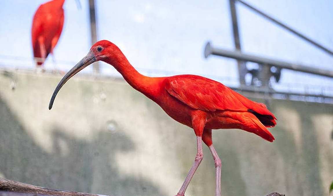 ulm zoo photo 9