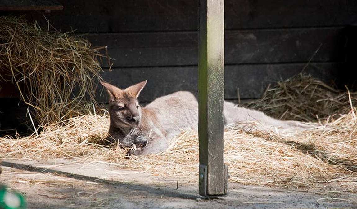 ulm zoo photo 15