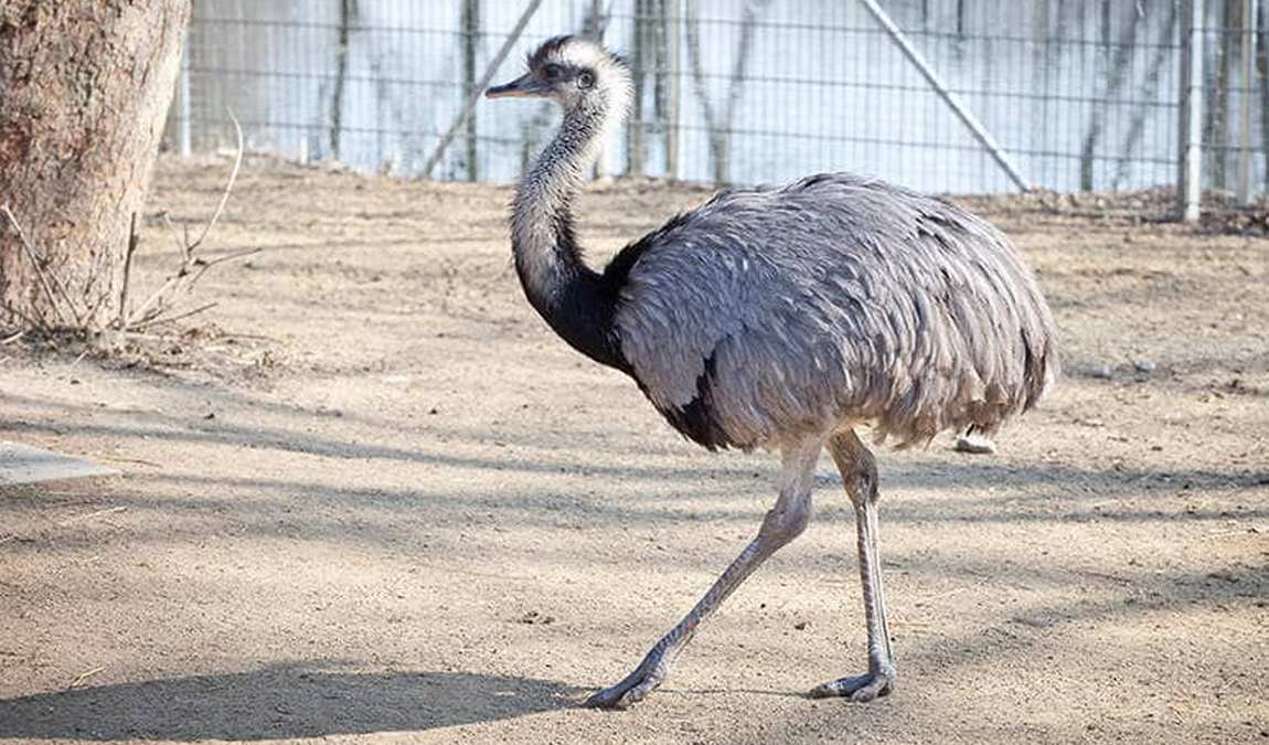 ulm zoo photo 16