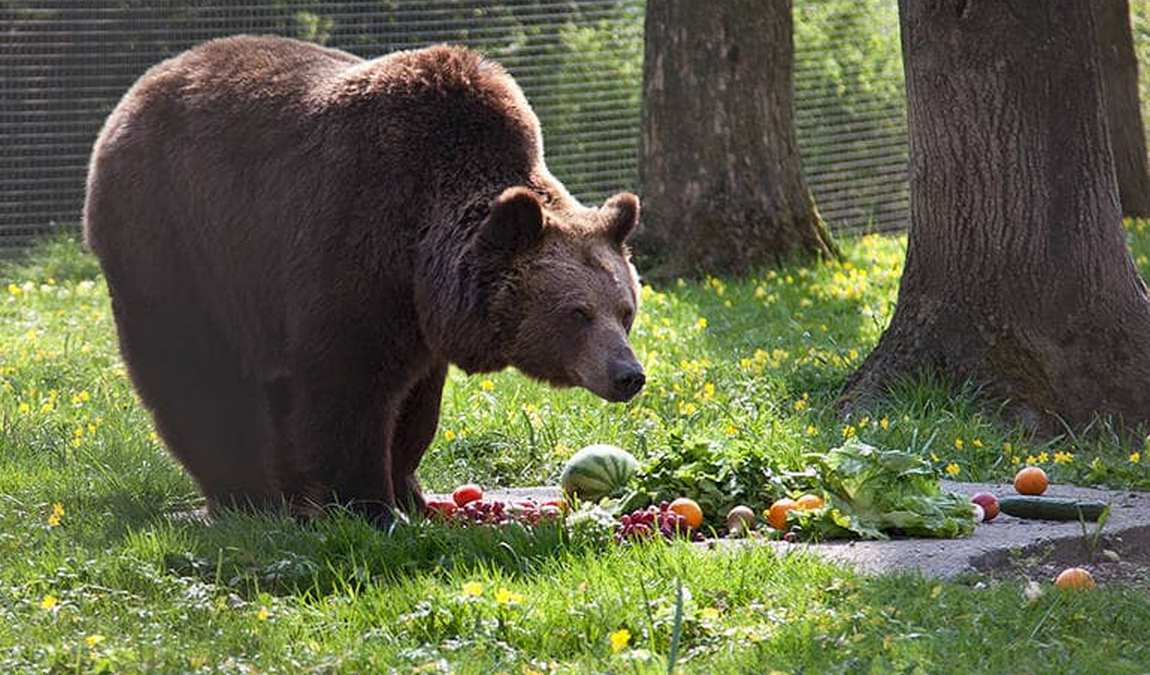 ulm zoo photo 2