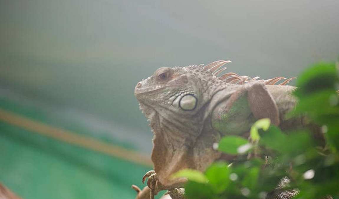 ulm zoo photo 3