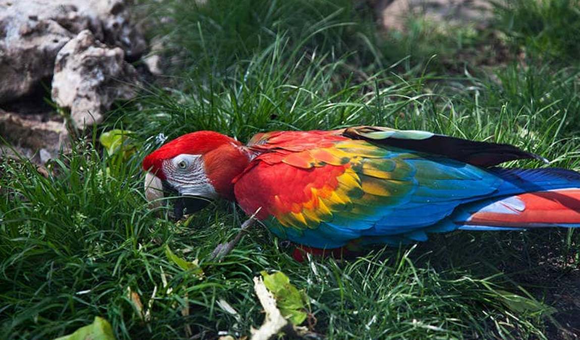 ulm zoo photo 4