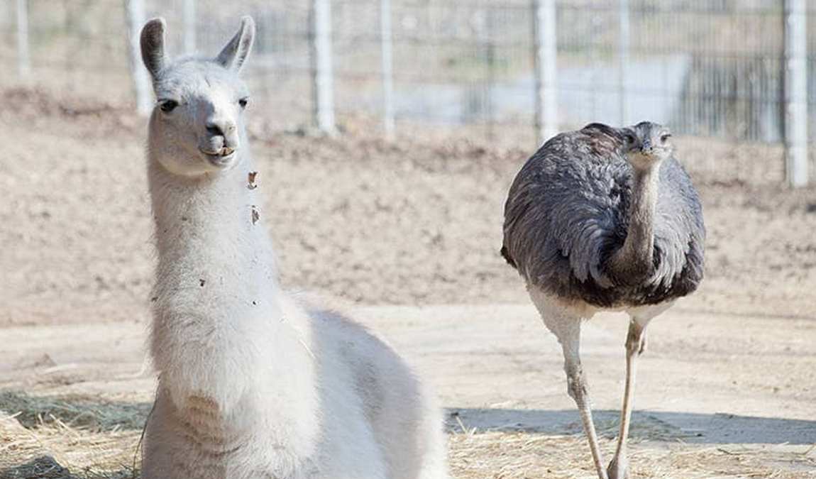ulm zoo photo 7