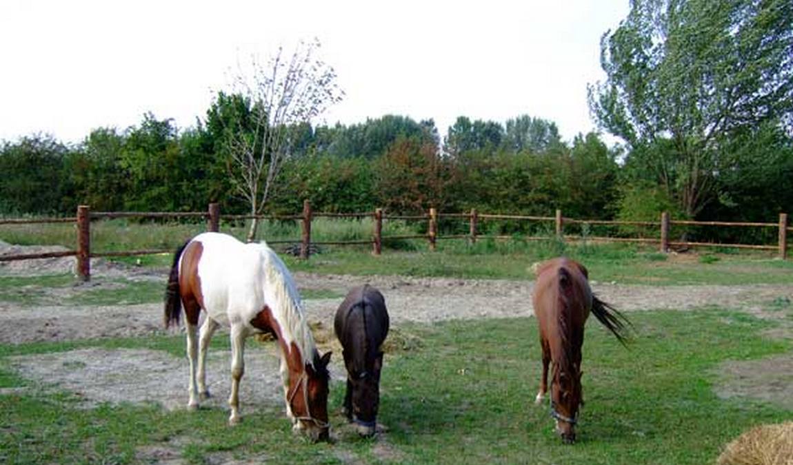 vienna kids farm photo 1