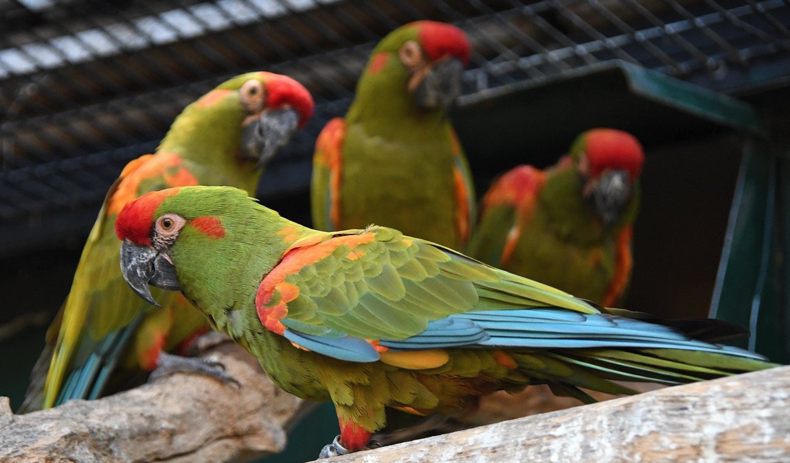 walding zoo photo 9