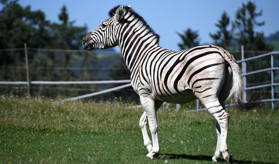 walding zoo photo 3